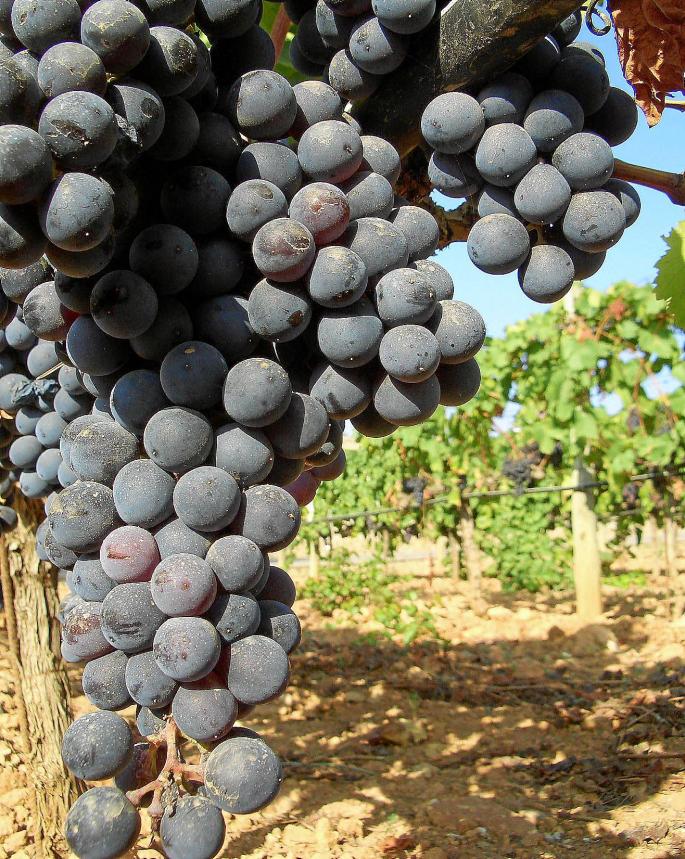 Große Beeren mit dicker Haut sind typisch für den Manto Negro. Aus ihnen entsteht ein fruchtiger Rotwein, der pur oder verschnit