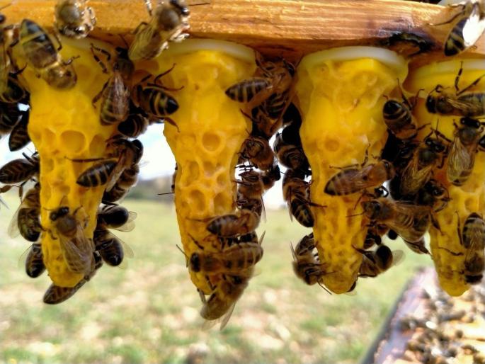 Die Bienenvölker auf Mallorca und anderswo sind in ihrem Bestand bedroht. Imker versuchen daher verstärkt Bienenköniginnen aufzu