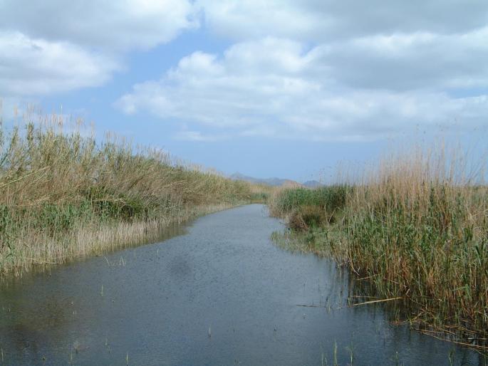 Einer der Wasserarme der S'Albufera.