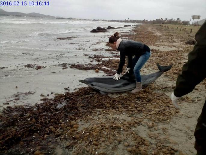 Eine Tierärztin kümmert sich um den gestrandeten Delfin