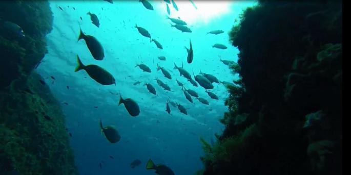 2004 wurde rund um die Insel Toro bei Calviá ein Marinereservat gegründet. Seitdem haben sich gefährdete Fischarten dort wieder 
