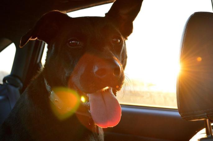 Hunde in einem Auto.