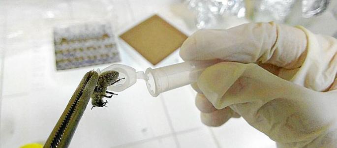 Forscher untersuchen die Mallorca-Bienen.