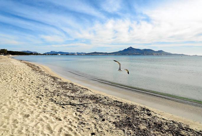 Ab Montag dürfen die Menschen auf Mallorca wieder die Strände der Insel genießen. So leer wie auf diesem Bild wird die Playa de Muro dann sicherlich nicht sein.