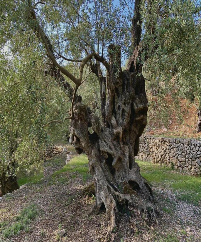 Spaniens Olivenbaum des Jahres steht auf Mallorca