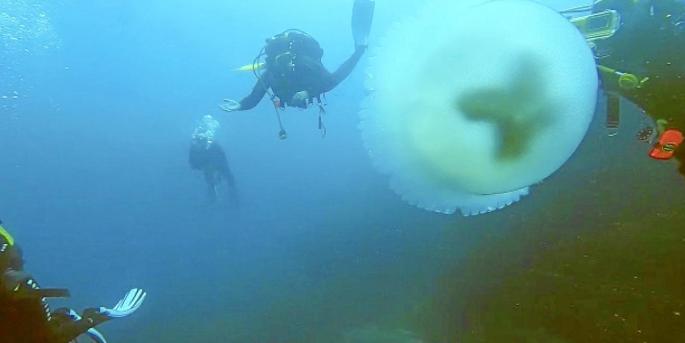 Die Fotos und Videos, die Eulalia Busquets im Netz hochlädt, ziehen viele Taucher nach Port Adriano.