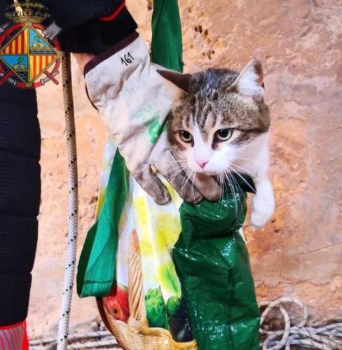 Diese Junge Katze war in den Brunnenschacht gefallen.