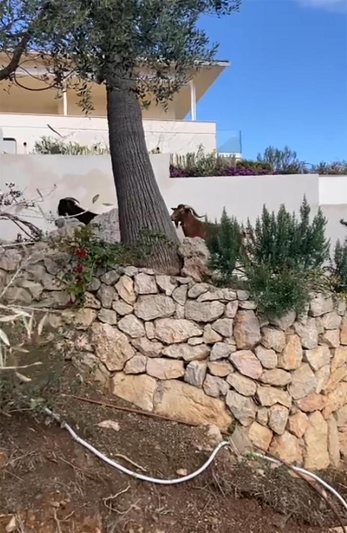 Das Bild zeigt die Wildziegen in einer noblen Villa in Palmas Vorort Son Vida.