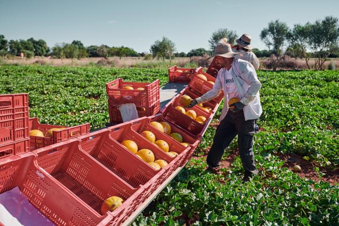 Auf mittlerweile 140 Hektar eigener Ackerfläche baut Agromart seine Produkte an.