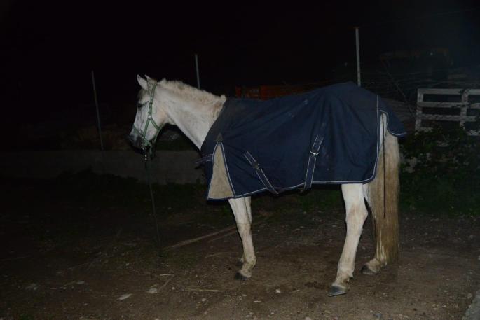 Das entlaufene Pferd hat sich bei dem Unfall ein Bein gebrochen.