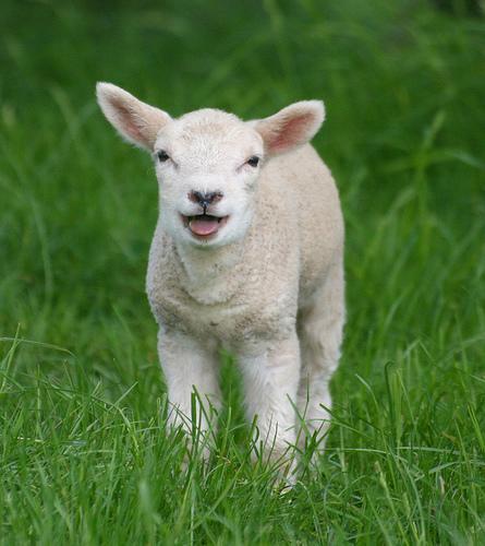 Lämmer sollen besser vor Hunden geschützt werden