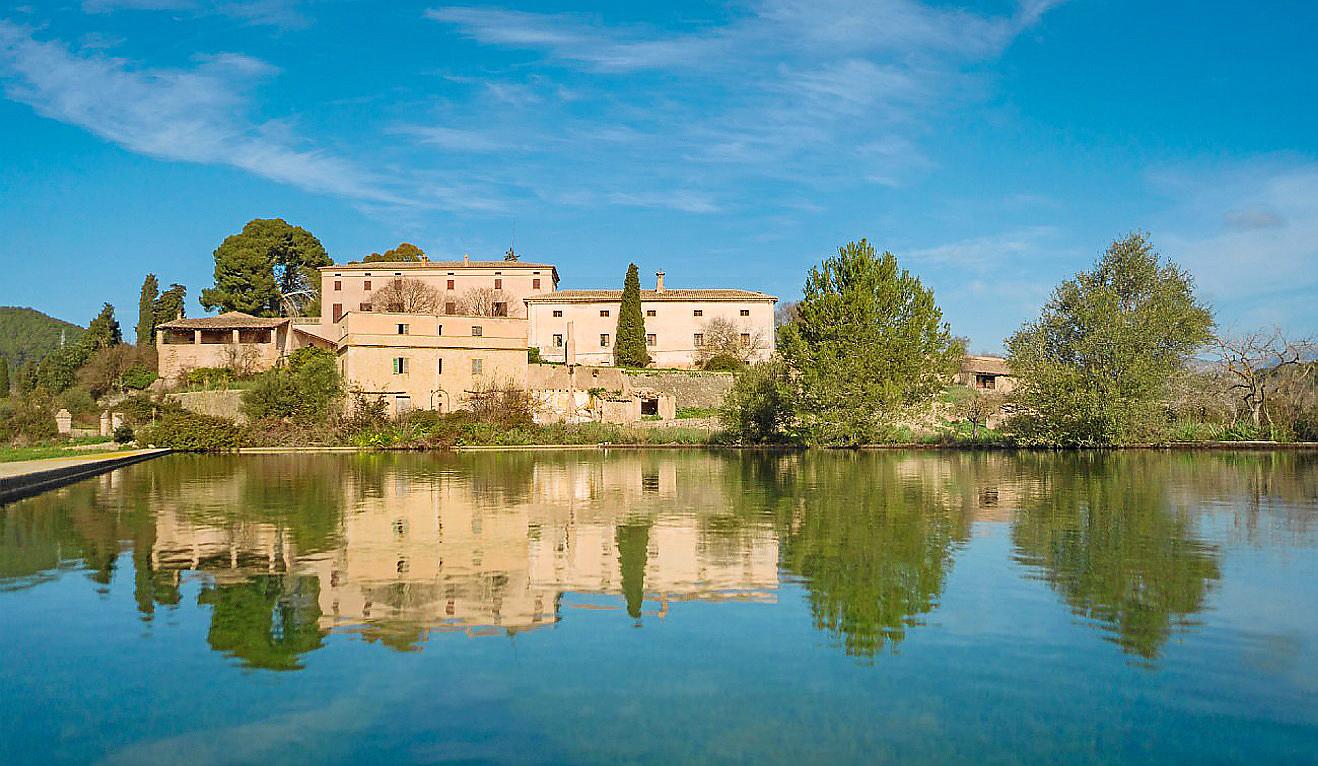 Download Blume sucht baum Desktop Wallpaper Blume Sucht Baum