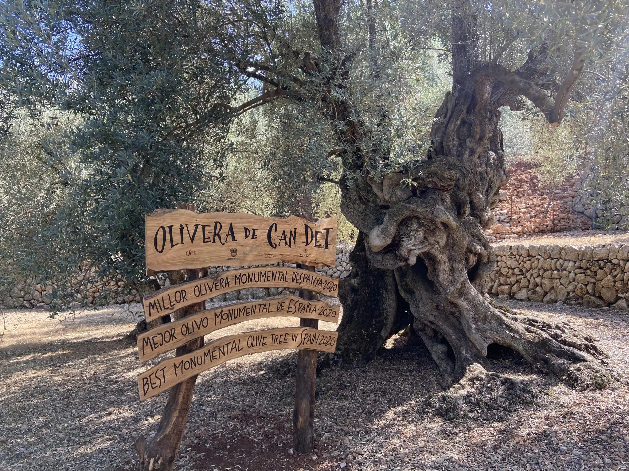 hnliche Nachrichten: Tausendjhriger Olivenbaum auf Mallorca ist der Stolz  der der Insel
