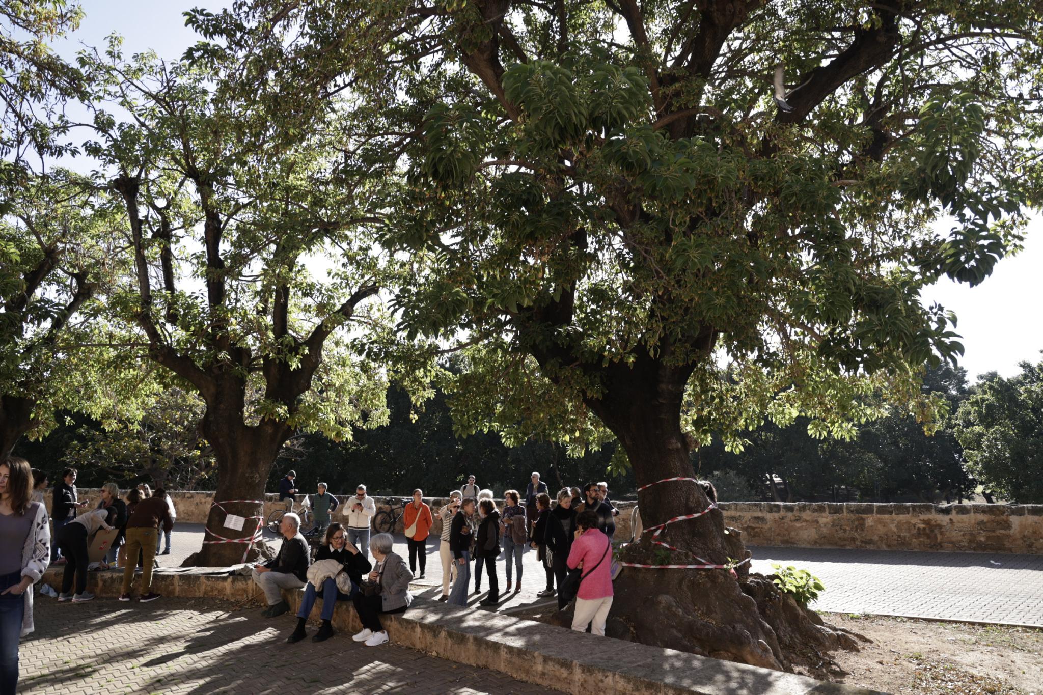 PALMA. ARBOLES. Una cadena humana intentarâÂ° evitar la tala de los bellasombra. La convocatoria es maâÂ±ana a las siete de