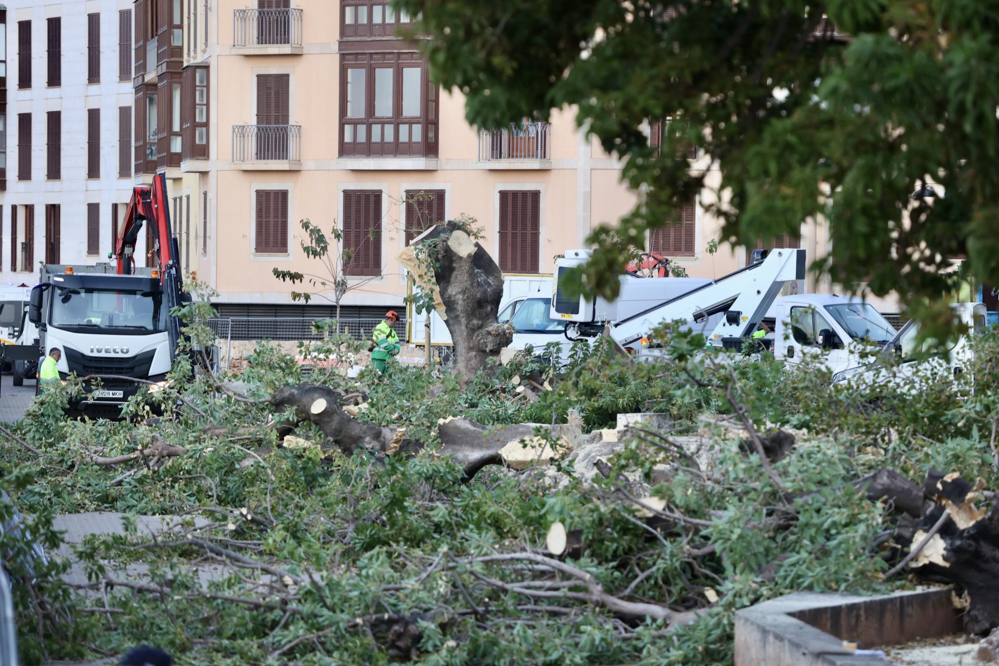 PALMA. ARBOLES. Convocan este lunes una cacerolada en Cort por el Â„exterminioÂ“ de los bellasombras. Momento de la tala del pas