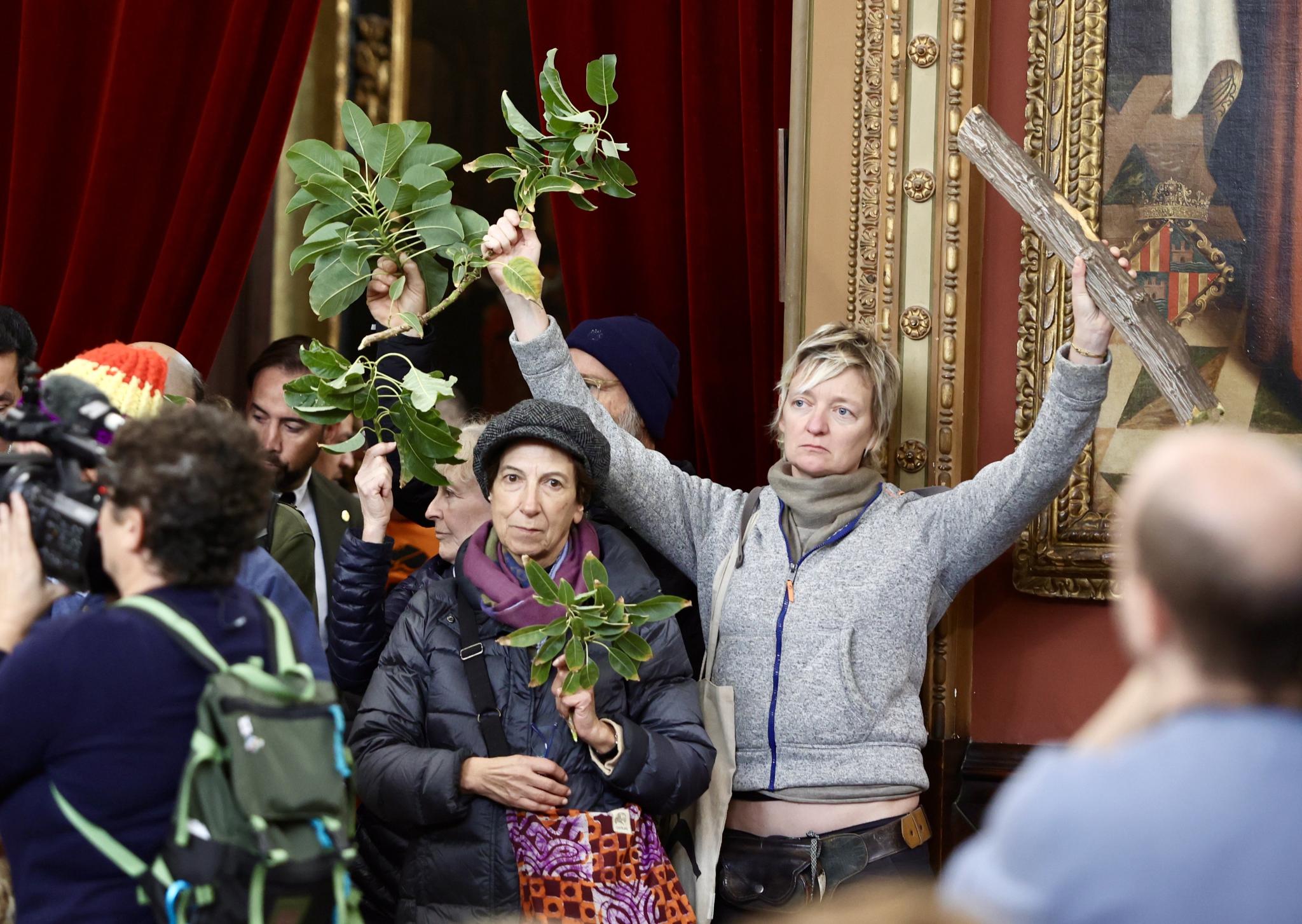 PALMA. ARBOLES. Cort ejecuta la tala de los bellasombras de la plaza LlorenâÃ Villalonga. Los vecinos que defendieron que no