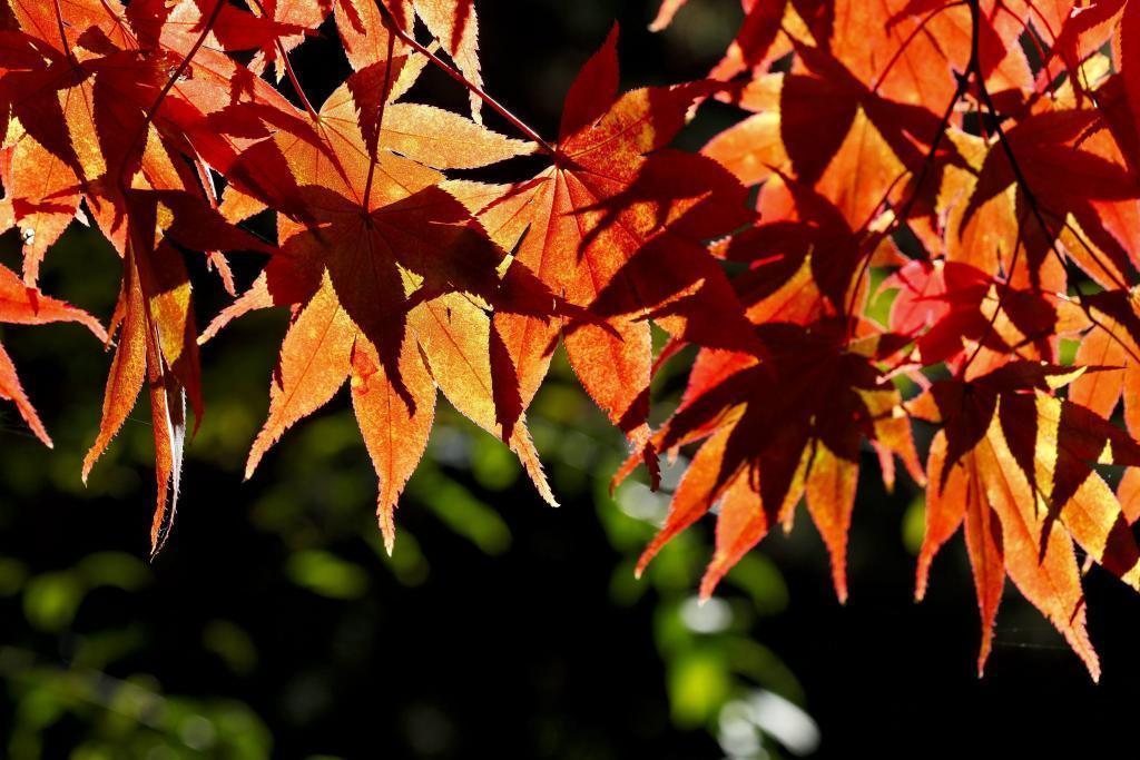 Mallorca Erwartet Warmen Herbst