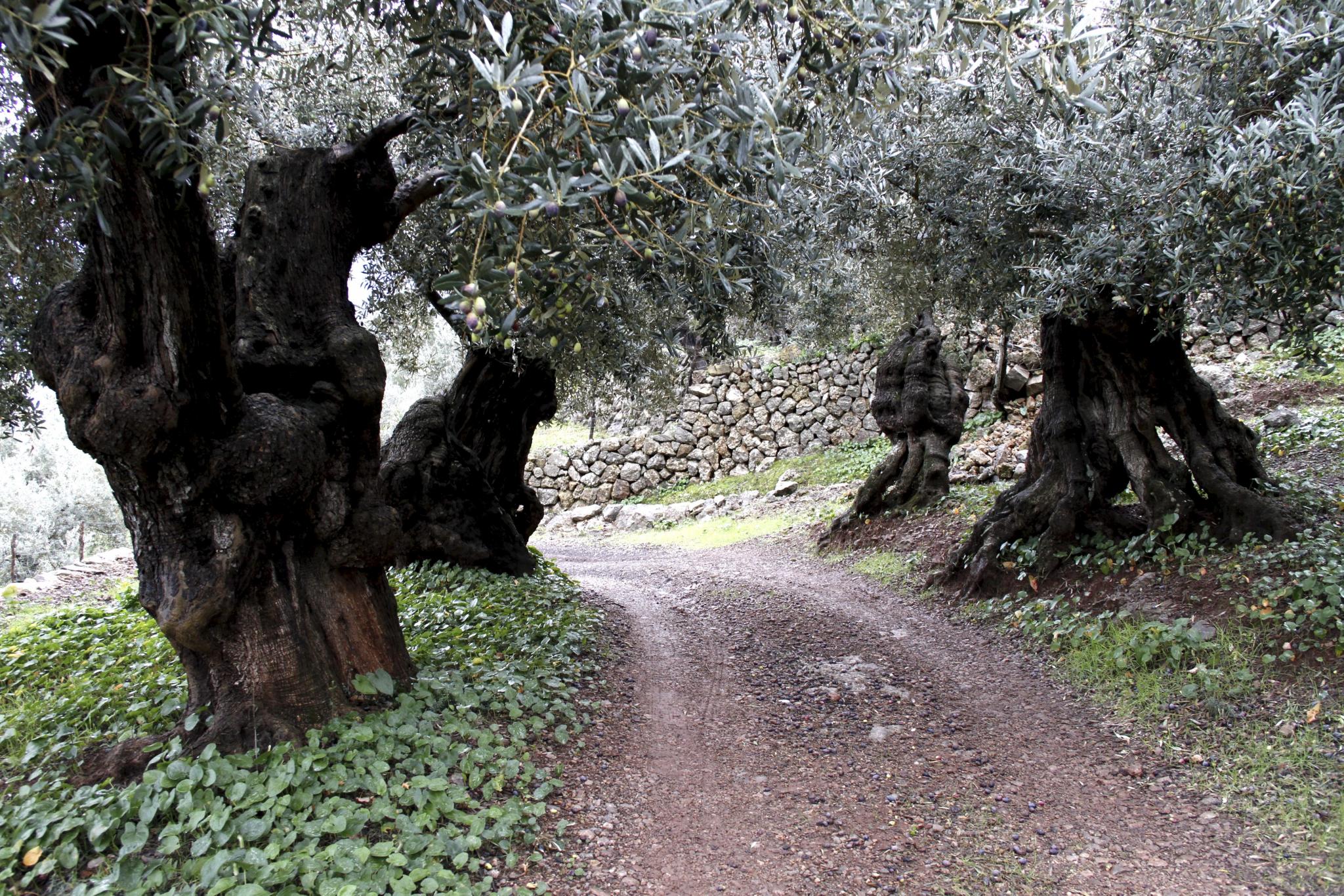 wachstum thuja pro jahr Lebensbaum Thuja occidentalis Smaragd 100-120 cm Höhe Ballenware main image 0