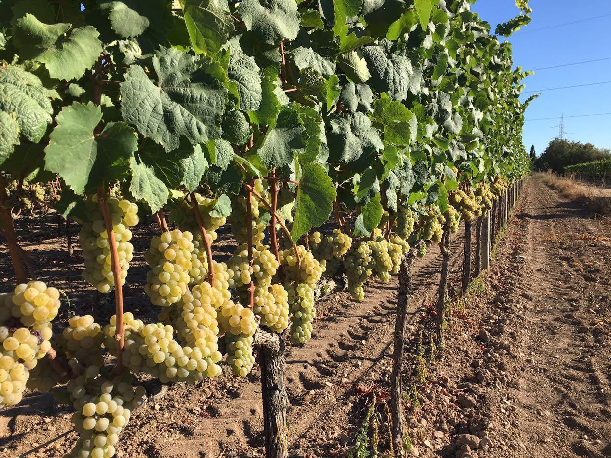Weinlese Beginnt Fruher Als Sonst