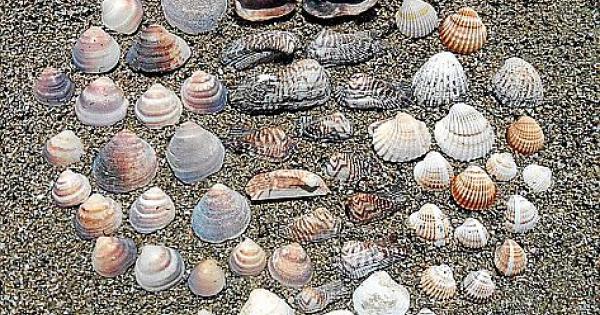 Welche Muscheln finden sich am Strand?