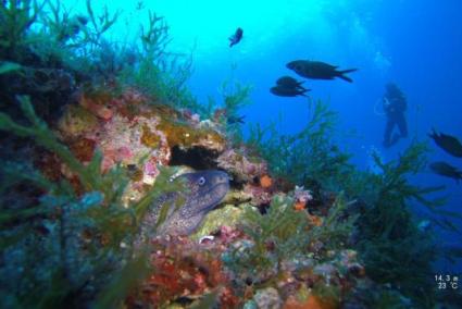 Save the Med identifizierte bereits über 500 verschiedene Arten von Meeresbewohnern in den Gewässern von Formentor (Foto: ultima hora)