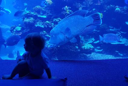 Im Palma Aquarium auf Mallorca kann man auch mit Kindern problemlos mehrere Stunden verbringen.