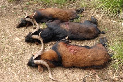 Erlegte mallorquinische Bergziegenböcke auf einer Finca auf der Balearen-Insel.