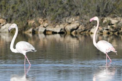 Verantwortlich für die Rosafärbung der Flamingos ist das Karotin des Salinenkrebses, der zu der Nahrung der Vögel gehört.