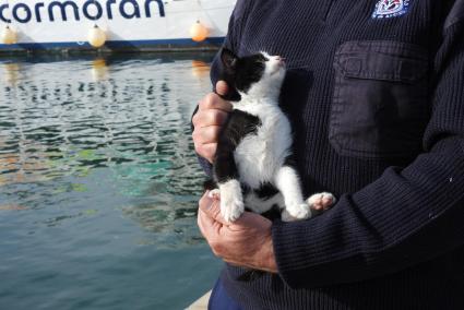 Das sichtlich erleichterte Kätzchen auf dem Arm seines Retters in Port d'Andratx.