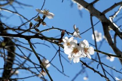 binissalem finca almendros flor

FâÂºr Graciela Werner