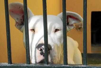 Viele aggressive Hunde enden auch auf im Tierheim.