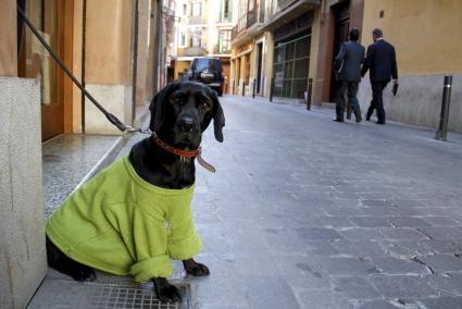 Ab Herbst 2023 müssen Hundehalter einen Pflichtkurs absolvieren.