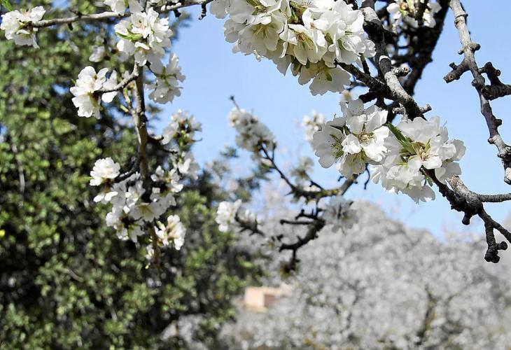 Schnee und Kälte haben die Vegetation zwar gebremst, aber nicht geschädigt: Bei Santa Maria blühten die Mandelbäume am letzten W