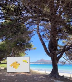 An der Bahía de Alcúdia gibt es örtlich viel Schatten am Strand.