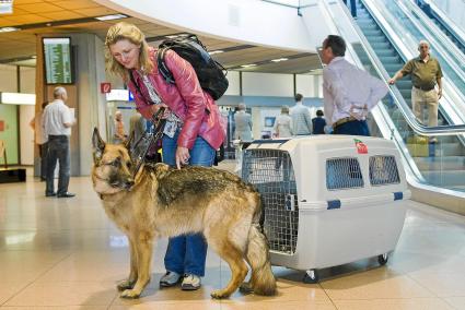 Über 50.000 Hunde hat allein Air Berlin in den letzten 18 Monaten zwischen Deutschland und Mallorca befördert. Die meisten davon