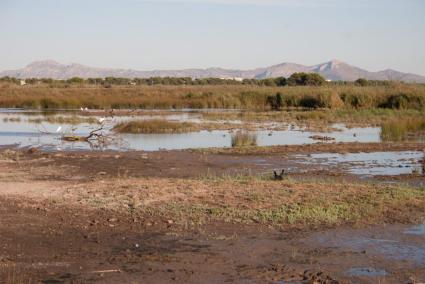 Aufgrund ausbleibender Regenfälle steht es nach Ansicht von Umweltschützern nicht gut um das Feuchtgebiet s'Albufera.