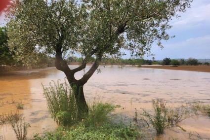 Starkregen führte am Montagnachmittag in Porreres und Felanitx zu stellenweisen Überschwemmungen.