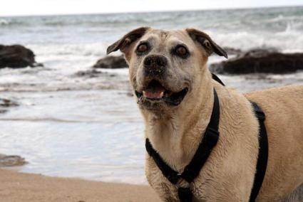 Hund am Strand