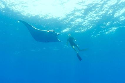 Ein Taucher mit einem großem Exemplar einens Mittelmeer-Rochens bei Pollensa (Archiv)