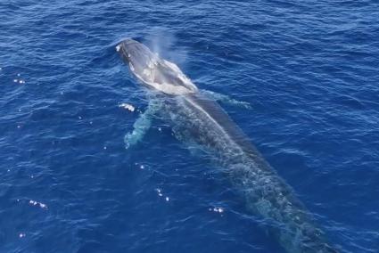 Segler total baff: Riesiger Wal vor der Küste von Mallorca gesichtet. Mit Video!