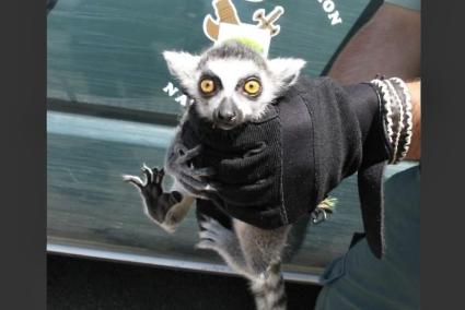 Ein Lemur hat auf Mallorca eigentlich nichts zu suchen. Eigentlich.