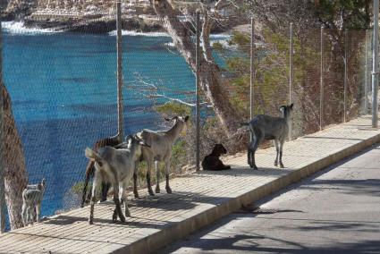 Ziegen in Cala Llamp