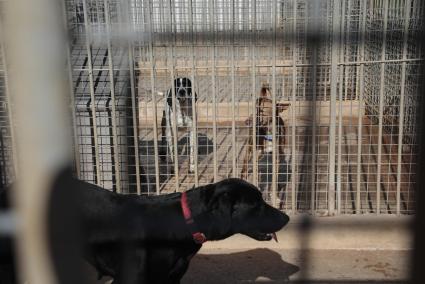 Hunde im Tierheim auf Mallorca.