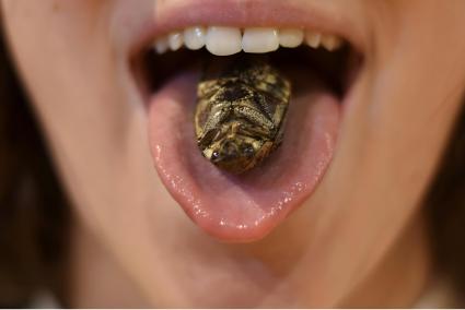 In vielen asiatischen Regionen ist der Verzehr von Insekten weit verbreitet.