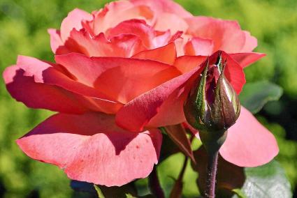 Rosen gelten als die schönsten Blumen der Welt.