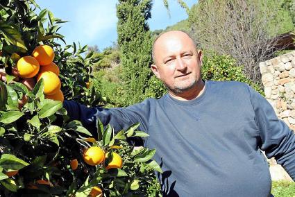 Tomeu Arbona ist stolz auf seine Orangen. Leben kann aber auch der Landwirt aus Sóller nicht vom Anbau. 