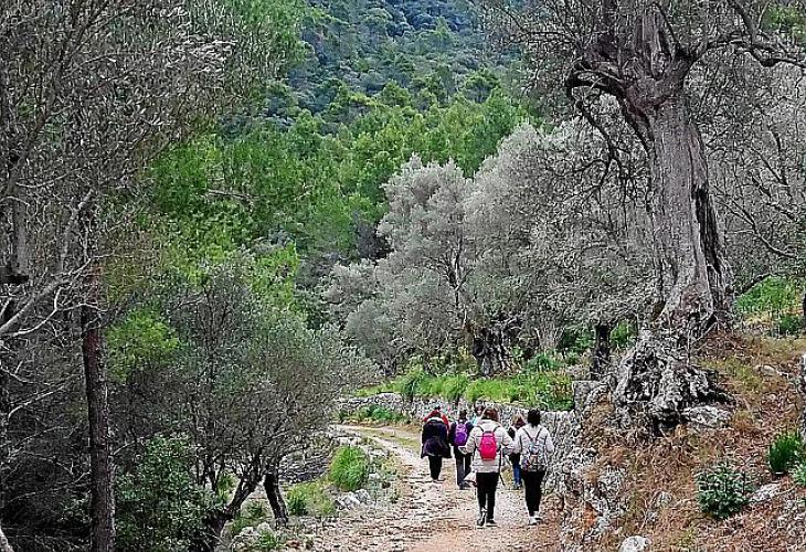 Mal Schotter- mal Waldweg, mal steil und mal eben: Eine Wanderung durch die öffentliche Finca Planícia ist abwechslungsreich.