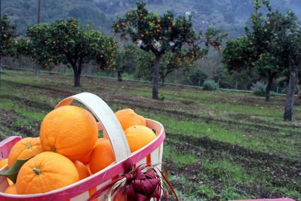 Das Gütesiegel soll das Geschäft mit den Orangen ankurbeln