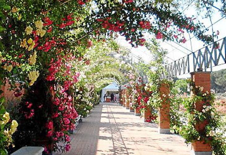 Große Pergola mit vielfarbigen Schling- und Kletterrosen.