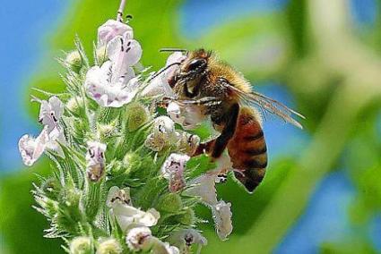 Mallorca gehen nach Expertenangaben die Honigbienen aus.